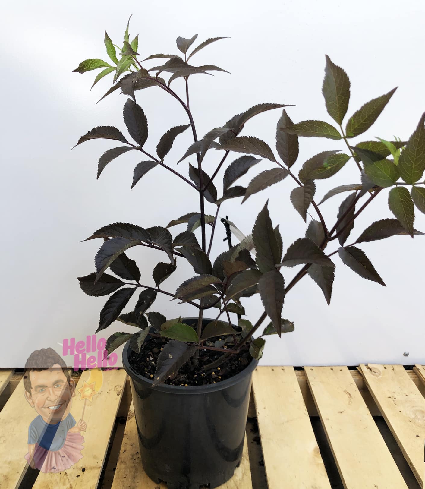 A Sambucus 'Black Beauty®' Elderberry in an 8" pot rests on a wooden pallet, its dark green serrated leaves contrasting vividly with the plain white background.