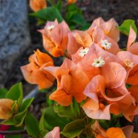 Vibrant orange bougainvillea flowers in full bloom contrast beautifully with green leaves and the dark pink hues of a nearby Gaura BELLEZA® 'Dark Pink' Butterfly Bush.