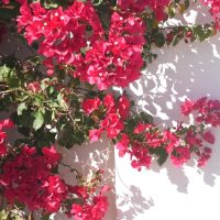 Gaura BELLEZA® 'Dark Pink' Butterfly Bush with vibrant blooms and green leaves casts shadows against a white wall in the bright sunlight.