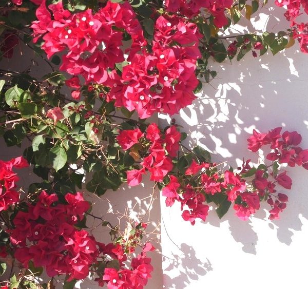 Gaura BELLEZA® 'Dark Pink' Butterfly Bush with vibrant blooms and green leaves casts shadows against a white wall in the bright sunlight.