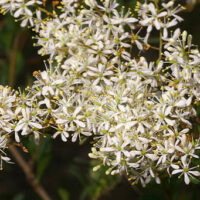 Close-up view of numerous small white flowers clustered together on a Bursaria 'Sweet Bursaria' shrub, with green leaves in the background.