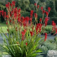 A cluster of tall, Anigozanthos 'Bush Ballad™' Kangaroo Paw 6" Pot flowers bloom amidst green foliage, set against a backdrop of garden greenery and distant trees, creating a scene worthy of a bush ballad.