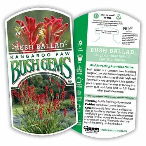 A plant label featuring the "Anigozanthos 'Bush Ballad™' Kangaroo Paw 6" Pot" (Anigozanthos) with a description of the plant’s characteristics, care instructions, and information about flowering and positioning. Bright red flowers are pictured.