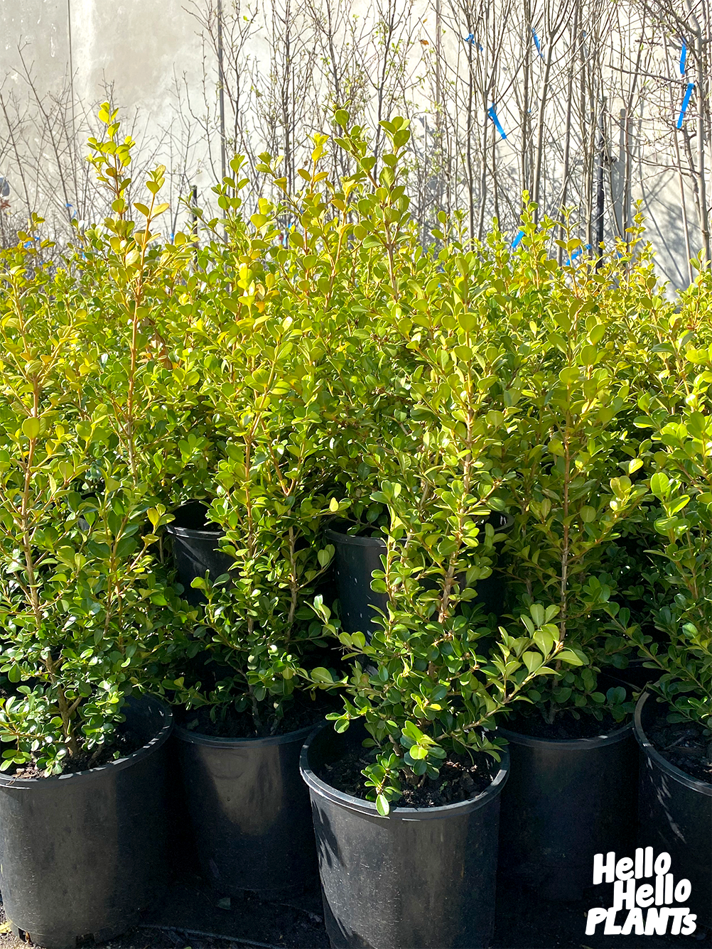Buxus 'Japanese Box' 8" Pot - Image 3