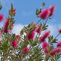 callistemon hybrid Burgundy Bottle Brush flowers growing with green leaves and blue sky in australian garden