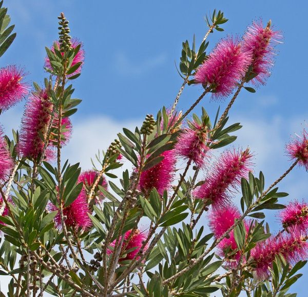 callistemon hybrid Burgundy Bottle Brush flowers growing with green leaves and blue sky in australian garden