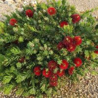 australian native bottle brush small round compact Callistemon viminalis Green Envy shrub