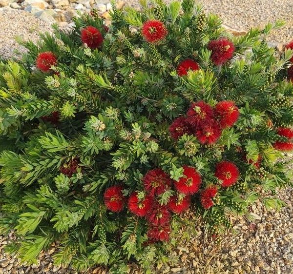australian native bottle brush small round compact Callistemon viminalis Green Envy shrub