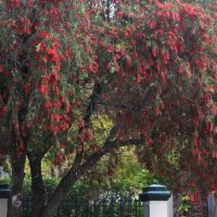 callistemon viminalis Hannah Ray Bottle Brush tree australian native tree with weeping foliage and bright red fluffy flowers
