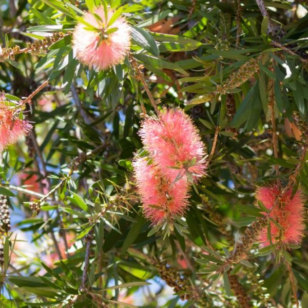 Callistemon viminalis Pink Champagne Bottle Brush soft pink fluffy flowers on australian native bottle brush shrub or tree