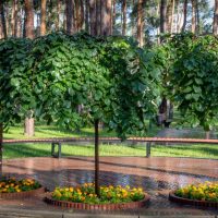 Three small trees with dense canopies stand in a row, each surrounded by circular flower beds planted with Santolina 'Cotton Lavender' and bright orange blooms, set within a park featuring tall pine trees in the background.