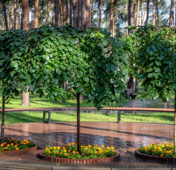 Three small trees with dense canopies stand in a row, each surrounded by circular flower beds planted with Santolina 'Cotton Lavender' and bright orange blooms, set within a park featuring tall pine trees in the background.