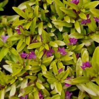 Cuphea 'Golden Ruby' is a green leafy plant with small purple flowers throughout its foliage, adding vibrant color and charm to any garden.