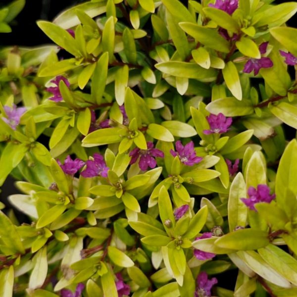 Cuphea 'Golden Ruby' is a green leafy plant with small purple flowers throughout its foliage, adding vibrant color and charm to any garden.