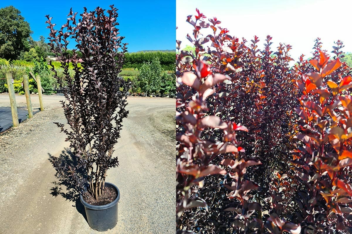 Lagerstroemia 'Diamonds In The Dark®' (Blush) Crepe Myrtle 13" Pot - Image 2