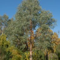 Eucalyptus nicholii Black Peppermint Gum. Asutralian Native Gum Tree growing in native garden with bky sky