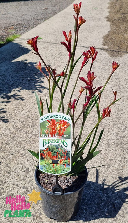 Hello Hello Plants Anigozanthos 'Bush Ballad™' Kangaroo Paw 6in Pot