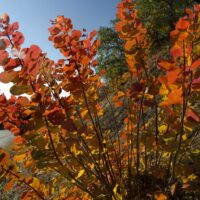 Cotinus 'Flame' Smoke Bush with round red and orange autumn leaves grows on a sunlit hillside, with a road and green trees in the background.