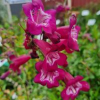 Cluster of vibrant magenta Penstemon 'Port Wine' flowers with white throats and dark pink patterns, set against green foliage and a softly blurred garden background.