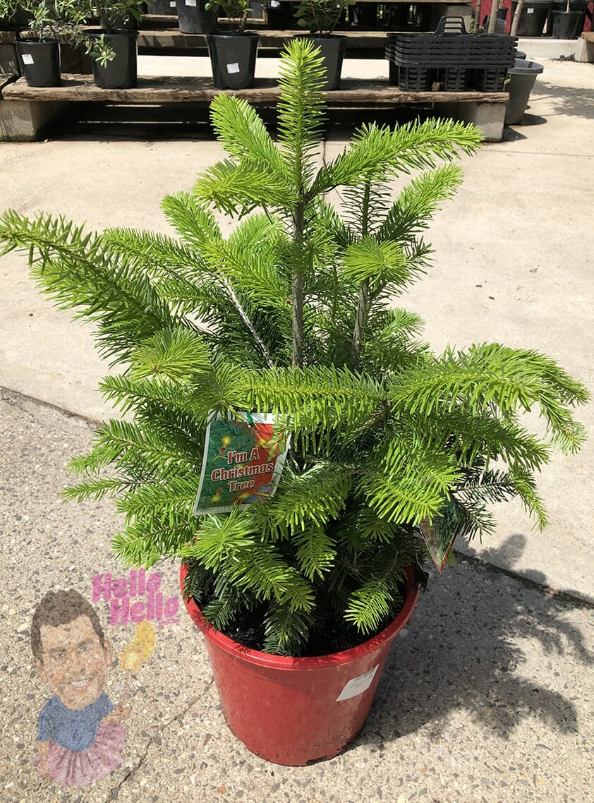 Abies 'Caucasian Fir' - Image 2