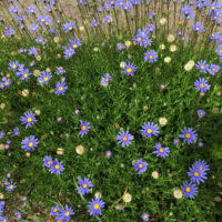 A dense cluster of small purple Felicia 'Blue Marguerite Daisy' flowers with yellow centres blooms among green foliage on a patch of soil.