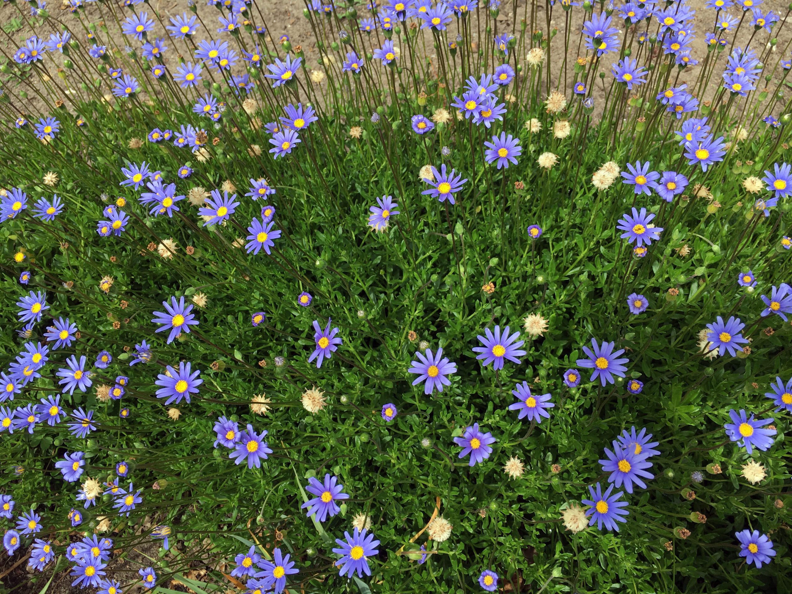 A dense cluster of small purple Felicia 'Blue Marguerite Daisy' flowers with yellow centres blooms among green foliage on a patch of soil.