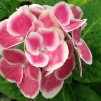 Close-up of a partially opened Hydrangea 'Saturn' bloom with pink petals edged in white, surrounded by green leaves, resembling the enchanting rings of Saturn.