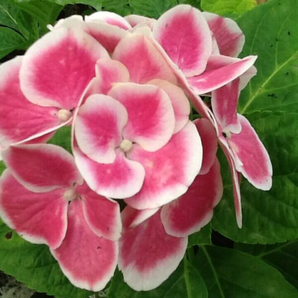 Close-up of a partially opened Hydrangea 'Saturn' bloom with pink petals edged in white, surrounded by green leaves, resembling the enchanting rings of Saturn.