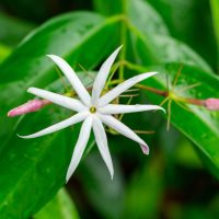 A white star-shaped flower with eight petals is framed by lush green leaves and accompanied by two dark pink buds, reminiscent of the Gaura BELLEZA®'Dark Pink' Butterfly Bush.