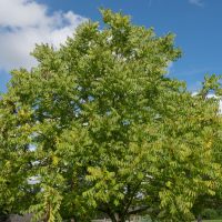 A majestic Juglans nigra 'Black Walnut' tree with lush foliage stands against a blue sky with scattered clouds.