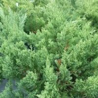 Close-up of dense, vibrant green Juniperus bushes with needle-like foliage, perfect for a Juniperus 'Shimpaku' (Bonsai Starter) 8" Pot.