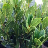 Close-up of a bush with many green leaves in a Laurus Bay Tree 'Baby Bay' 8" Pot, showing detailed leaf structure and color variations typical of a Baby Bay Laurus Bay Tree.