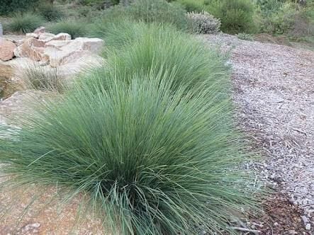 Lomandra 'Seascape' - Image 2