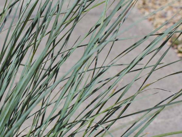Lomandra 'Seascape' - Image 3