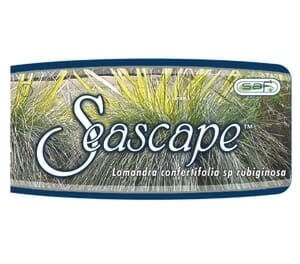 Lomandra 'Seascape' - Image 4