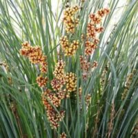 Clusters of vibrant orange and yellow Lomandra 'Seascape' flowers create a stunning scene amidst tall green grass, adding a touch of coastal beauty and nature's artistry to any landscape.