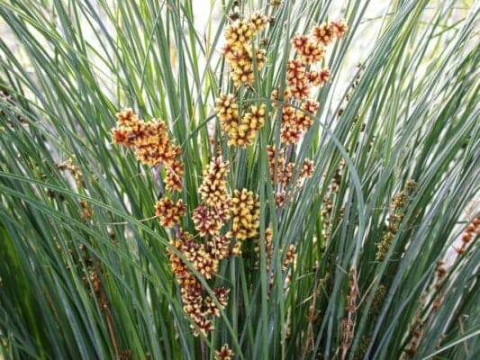 Clusters of vibrant orange and yellow Lomandra 'Seascape' flowers create a stunning scene amidst tall green grass, adding a touch of coastal beauty and nature's artistry to any landscape.