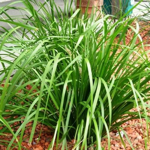 A bushy clump of green, grass-like leaves of Lomandra longifolia 3" Pot grows in a bed of reddish-brown mulch, flourishing beautifully.