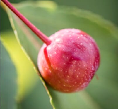 Close-up image of a single red cherry with tiny white specks, hanging from a stem with a blurred green leaf and background, reminiscent of the vibrant hue seen in Malus 'Wychwood Ruby™' Crab Apple 10" Pot.