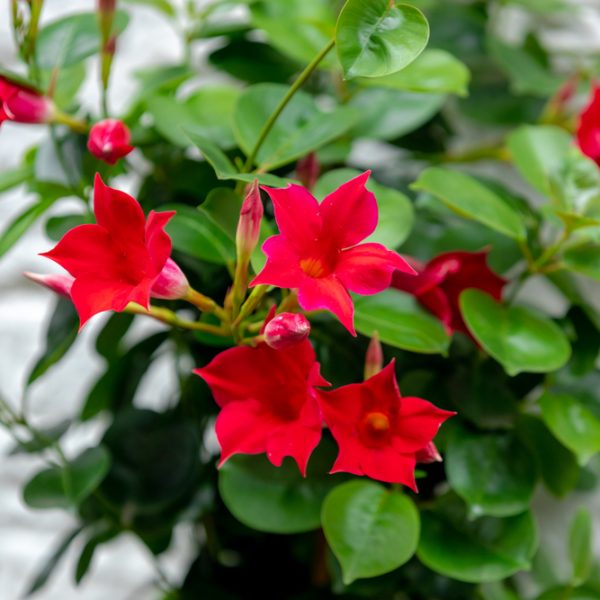 The Gaura BELLEZA® 'Dark Pink' Butterfly Bush, with its red flowers and pointed petals, creates a striking contrast against the white brick background. Its lush green leaves and graceful presence enhance the scene's natural beauty.