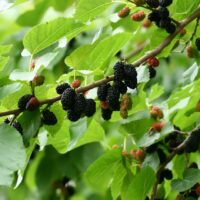The Morus 'Black' Mulberry in a 10" pot showcases a vibrant mix of green, red, and dark purple berries nestled among lush green leaves, ideal for your garden or patio.