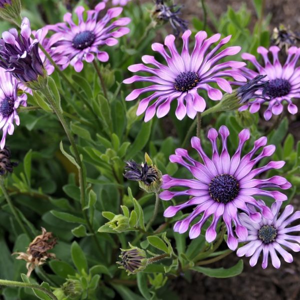 Osteospermum 'Spider Purple' African Daisy