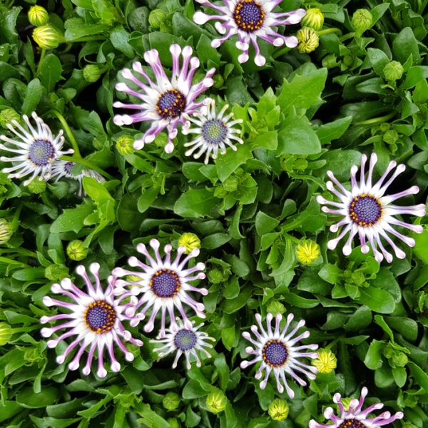 Osteospermum 'Spider White' African Daisy