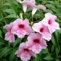 Close-up of dark pink, trumpet-shaped Pandorea flowers with red centers, surrounded by green leaves in a Pandorea 'Dark Pink' 6" Pot.