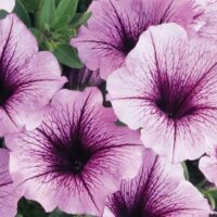Close-up of several light purple Petunia Supertunia® 'Bordeaux' 6" Pot petunias with dark purple centers and veins, surrounded by green leaves, all nestled in a 6" pot.