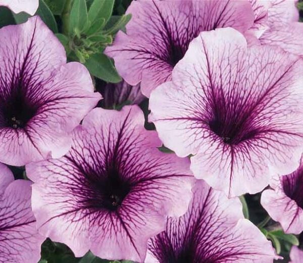 Close-up of several light purple Petunia Supertunia® 'Bordeaux' 6" Pot petunias with dark purple centers and veins, surrounded by green leaves, all nestled in a 6" pot.