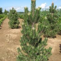 A row of young Pinus 'Kotobuki' Pine 8" Pot is planted in a field on a clear, sunny day. The trees have vibrant green needles and are spaced evenly in the soil, each thriving as if they were in an 8" pot.