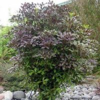 A Pseudopanax 'Coastal Purple 5 Finger' 8" Pot with dark green and purple leaves stands amidst a pebble-covered ground.