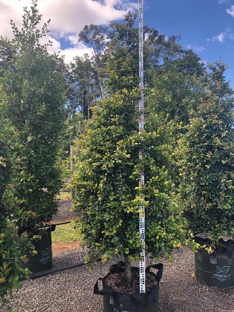 A potted Syzygium 'Resilience' Lilly Pilly 100L with a measuring stick beside it shows its height, surrounded by other similar plants under a clear sky with a few clouds.