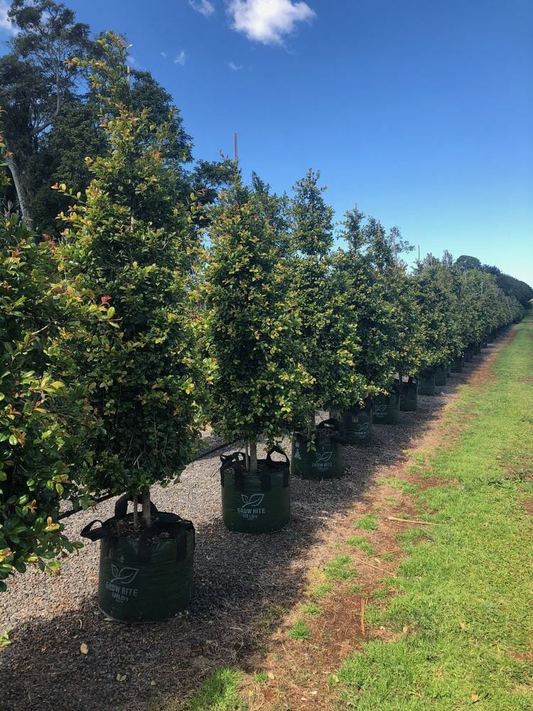 Row of potted Syzygium 'Resilience' Lilly Pilly 100L trees along a dirt path on a sunny day, with green grass and clear blue sky in the background.